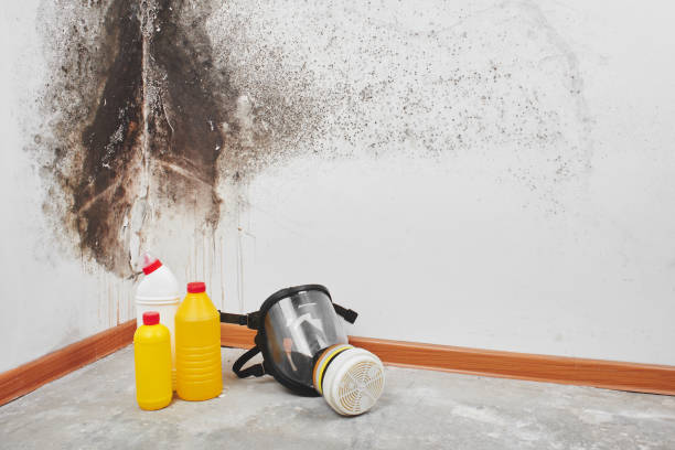 Best Crawl Space Mold Removal  in Campton Hls, IL