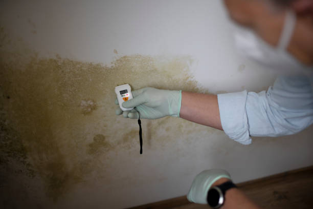 Best Emergency Mold Removal  in Campton Hls, IL